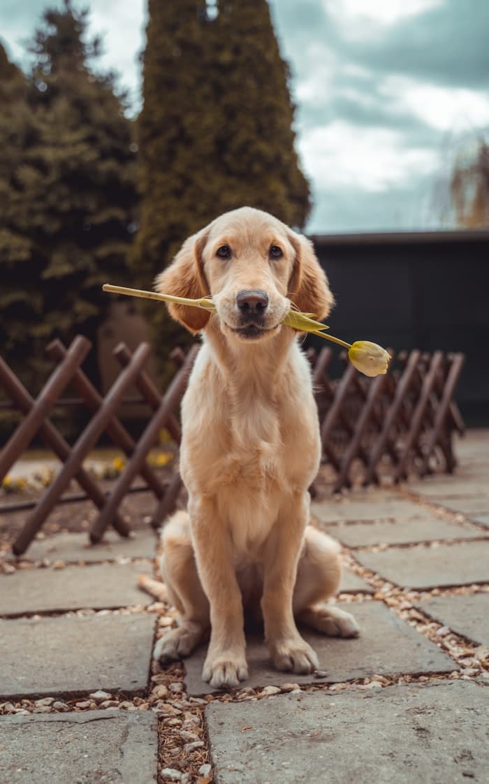 Un cane golden retriever