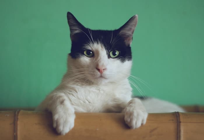 Un gatto bianco e nero